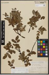 Foto von Salix waldsteiniana Willd.
